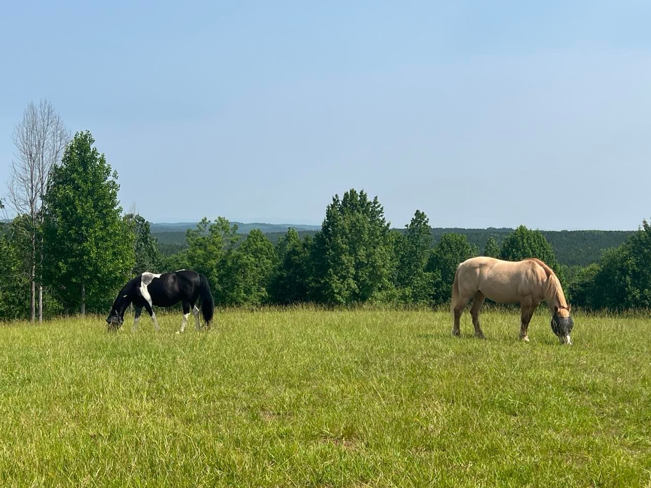 Red Bell Run Foundation Inc