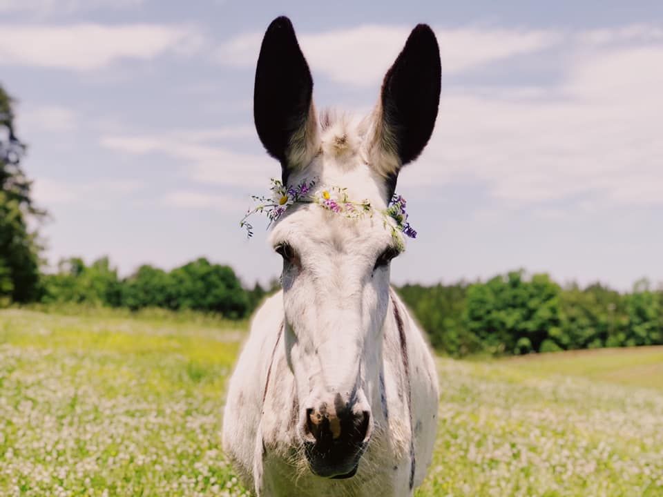 Red Bell Run Foundation Inc