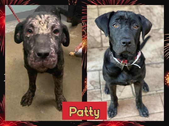 Labor of Love Transport Rescue