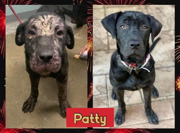 Labor of Love Transport Rescue