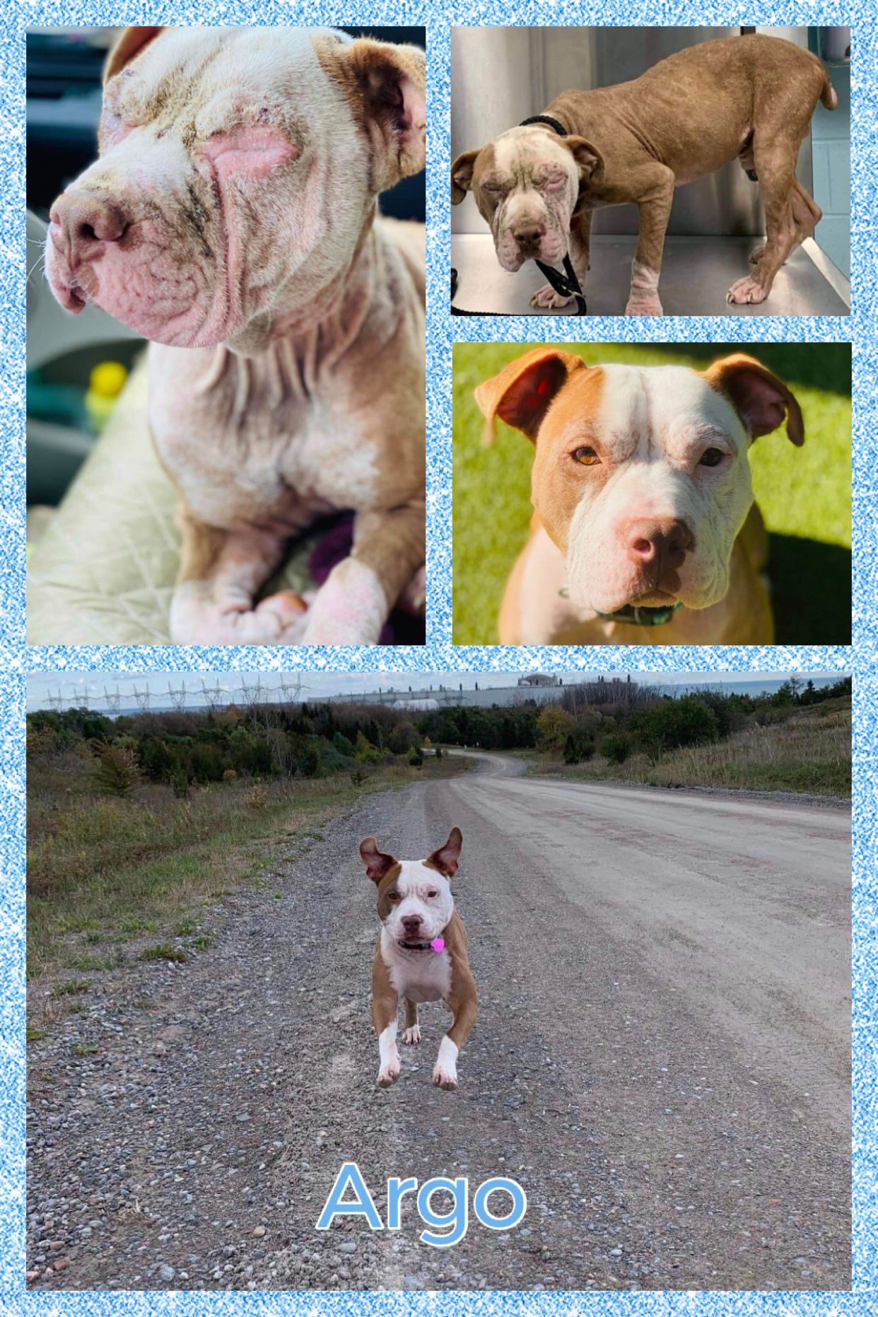 Labor of Love Transport Rescue