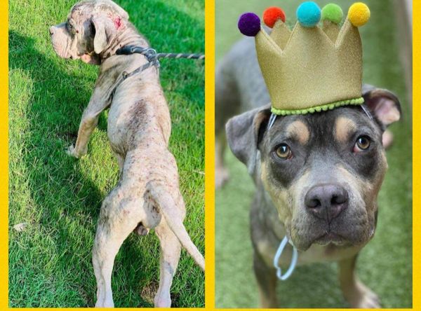 Labor of Love Transport Rescue