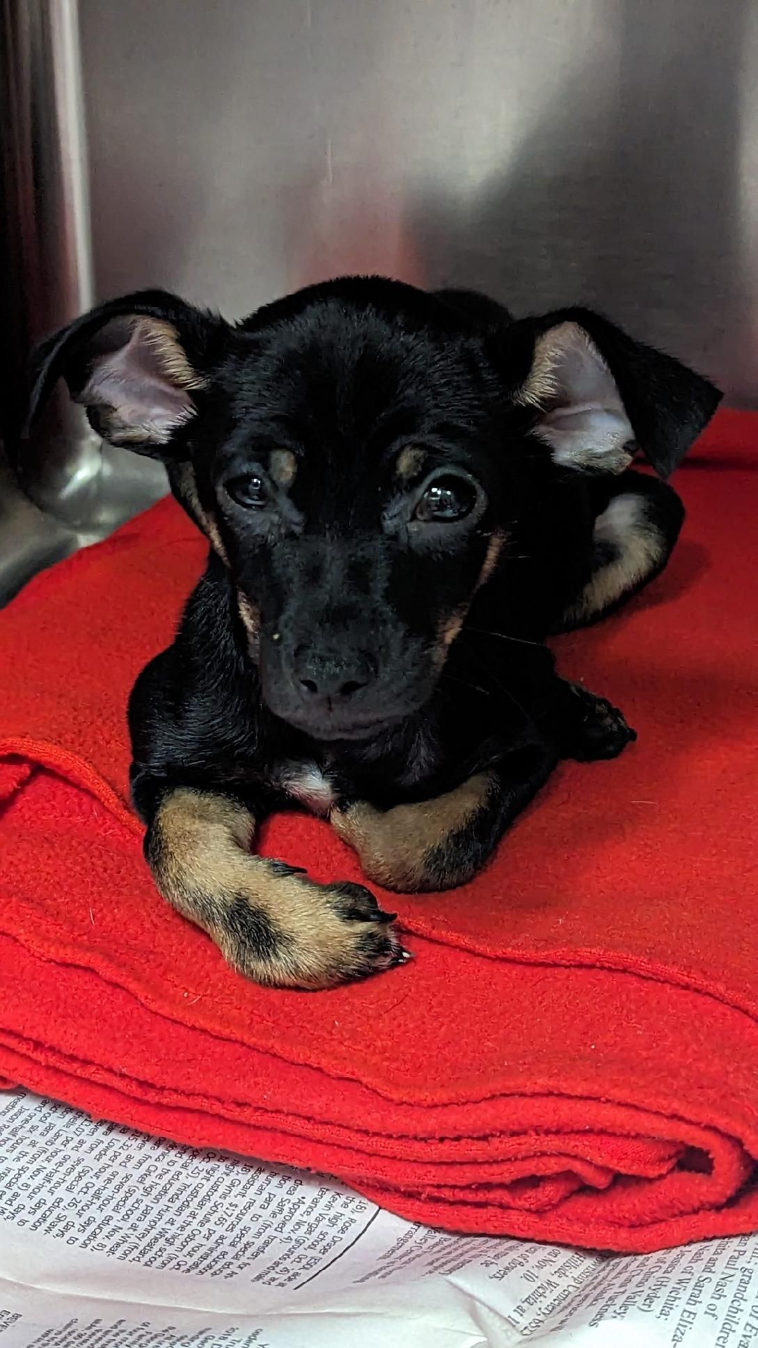 Lifeline Animal Placement & Protection