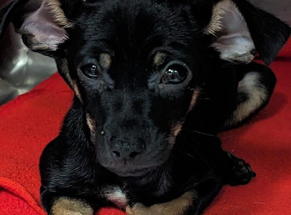 Lifeline Animal Placement & Protection