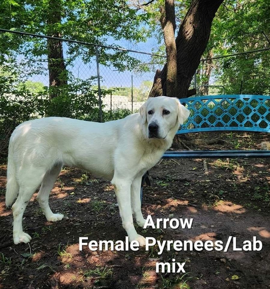 Lifeline Animal Placement & Protection