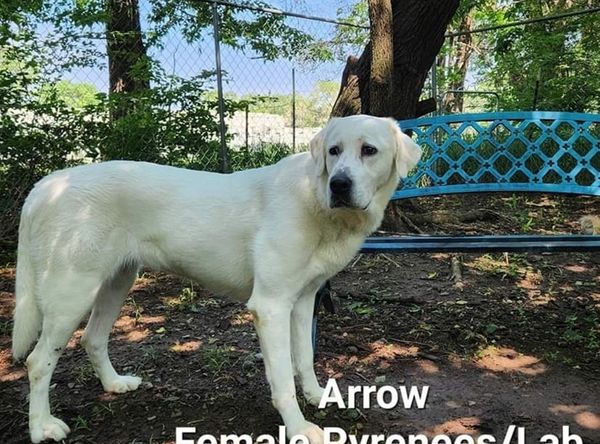 Lifeline Animal Placement & Protection