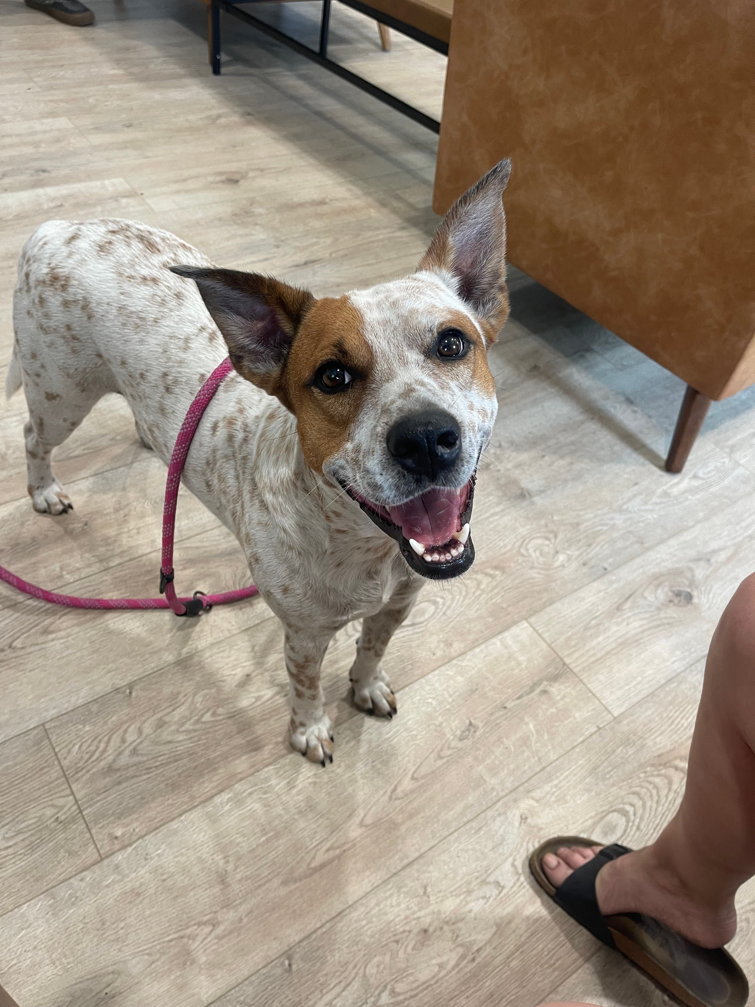 Paws Fur Recovery Dog Rescue