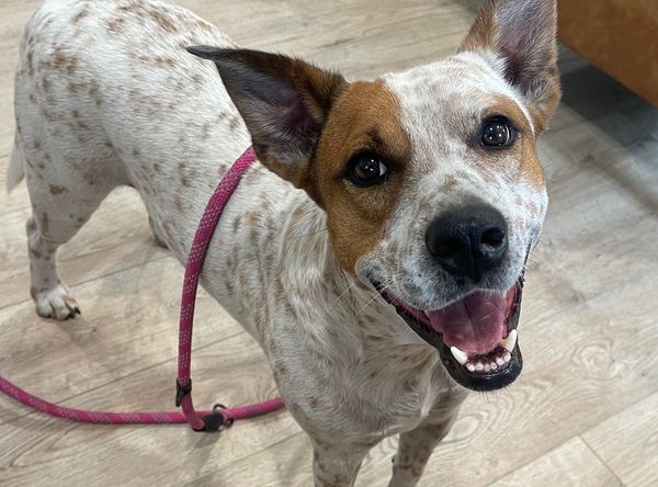 Paws Fur Recovery Dog Rescue