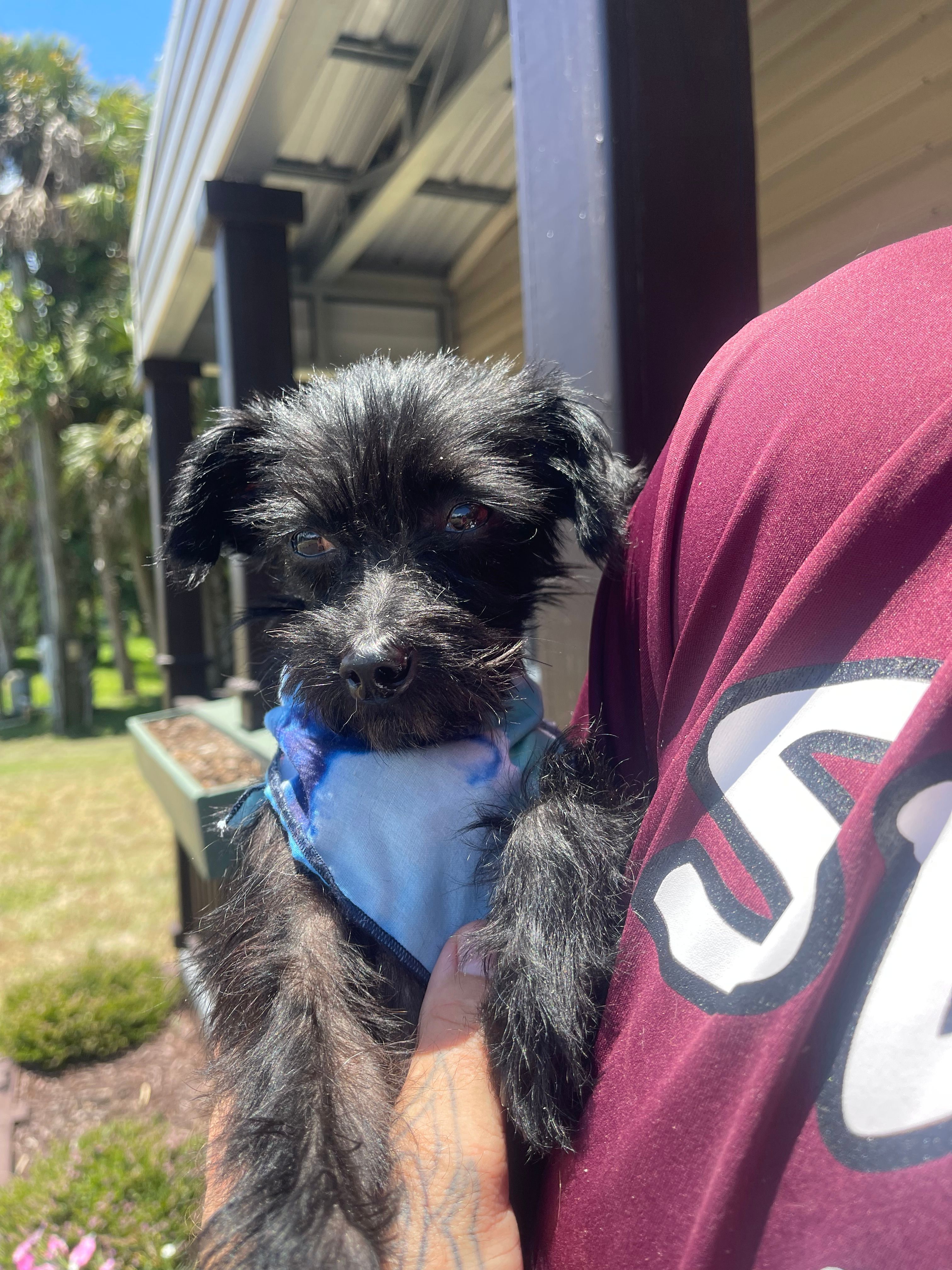 Paws Fur Recovery Dog Rescue