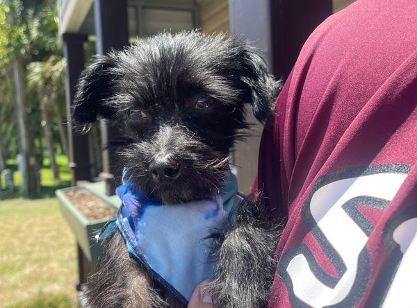 Paws Fur Recovery Dog Rescue