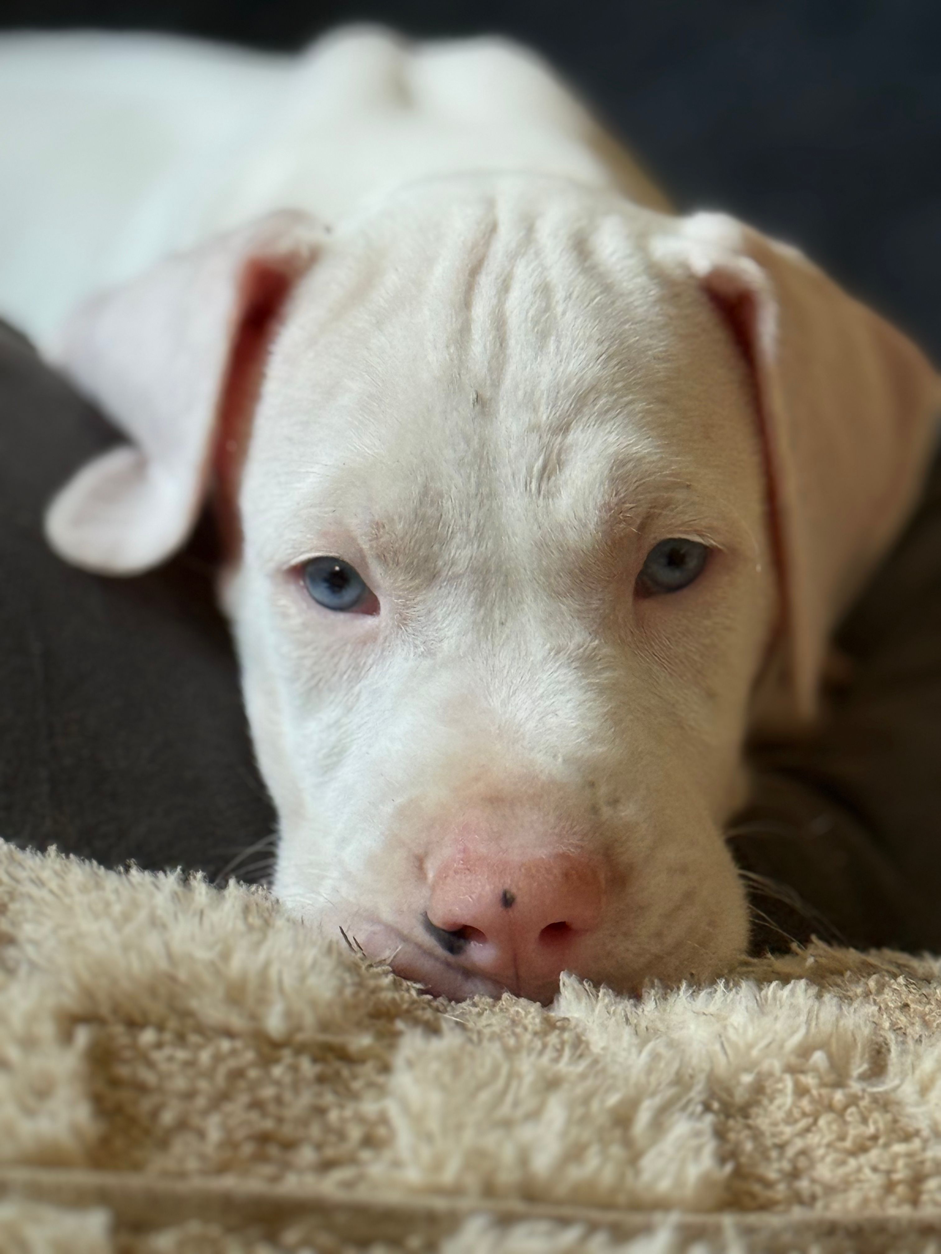 Great Dane Rescue of South Florida