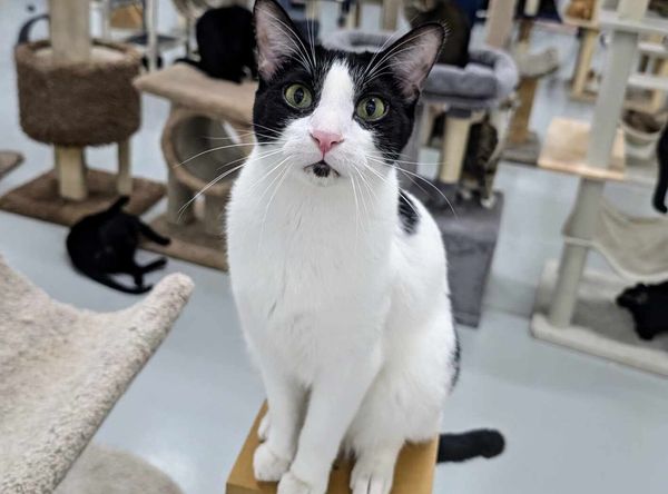 Adopt A Cat Foundation