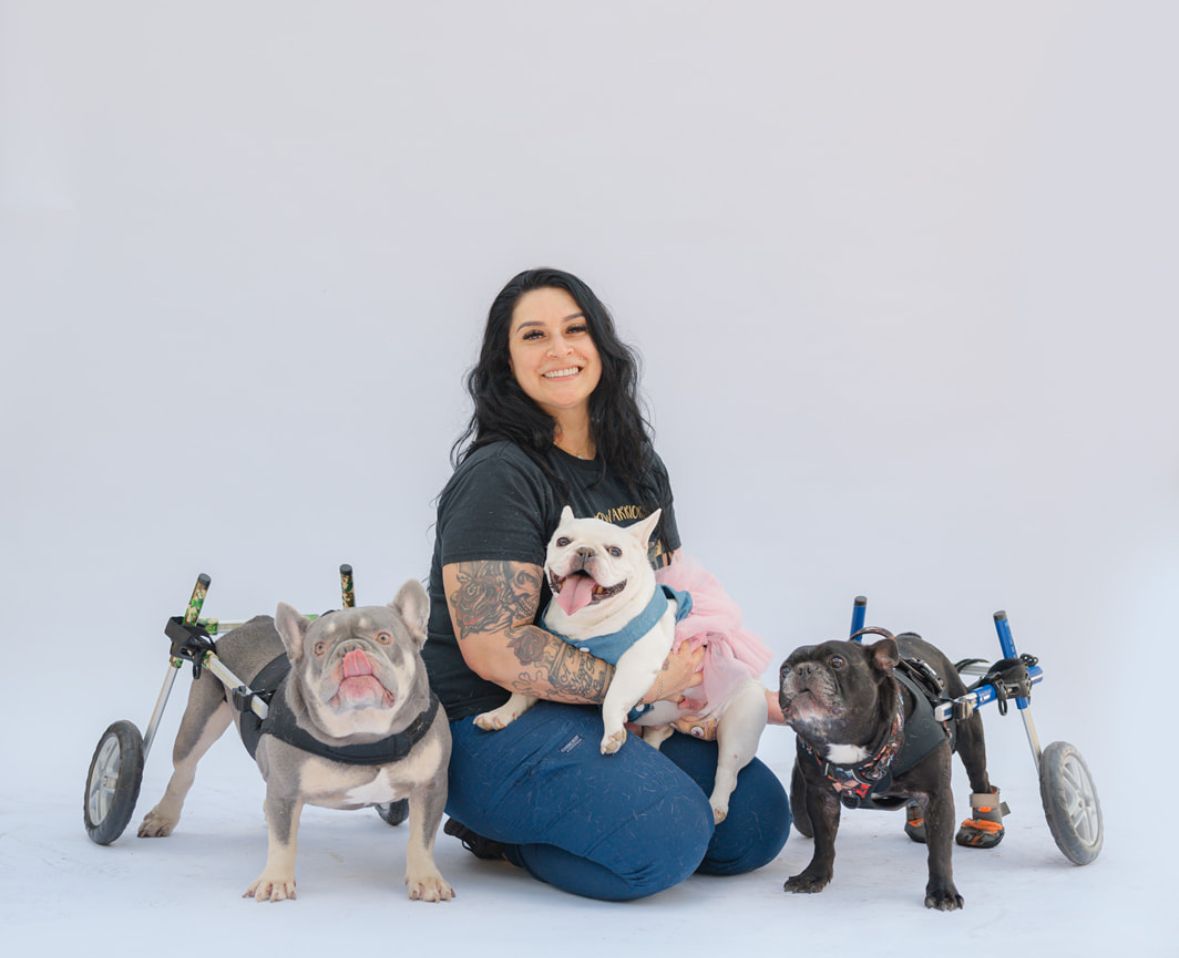 A&E IVDD French Bulldog Rescue