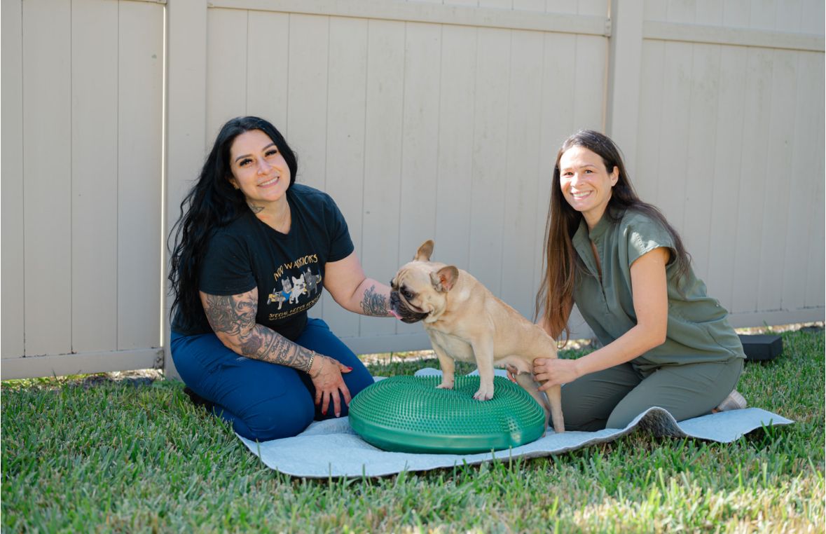 A&E IVDD French Bulldog Rescue