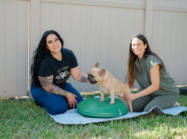 A&E IVDD French Bulldog Rescue