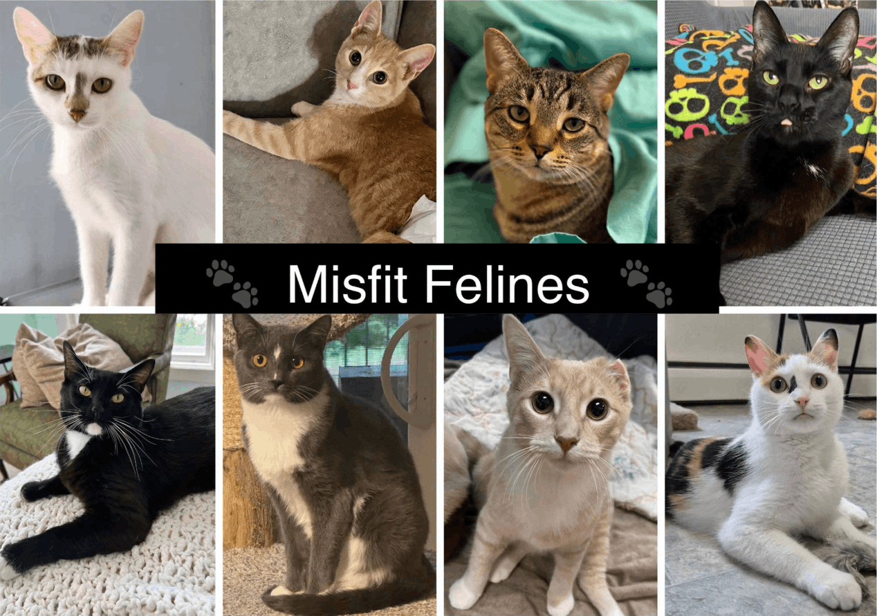 Misfit Felines