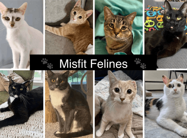 Misfit Felines