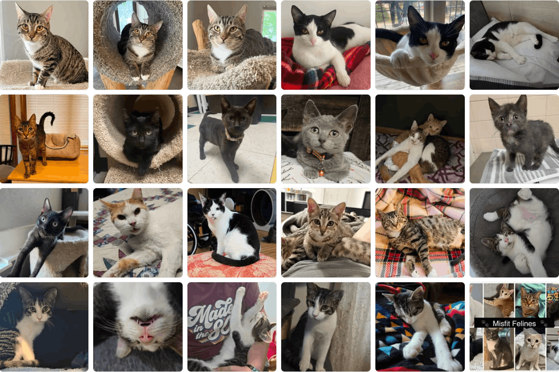 Misfit Felines