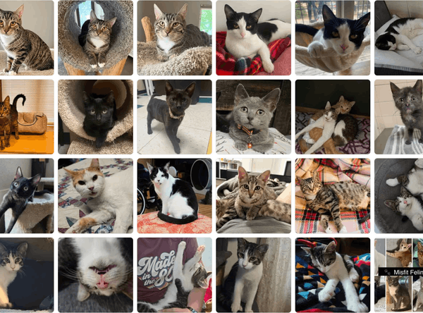Misfit Felines