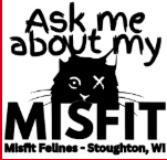 Misfit Felines