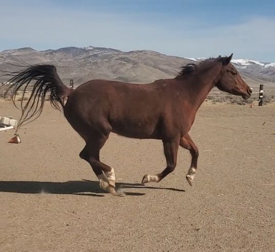 Hoofbeat Heroes Equine Rescue
