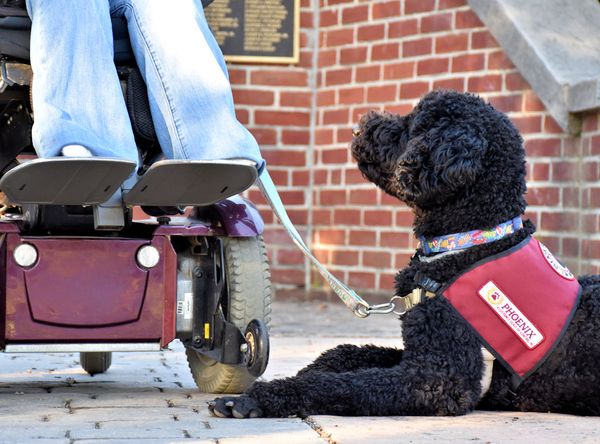 Phoenix Assistance Dogs of Central PA