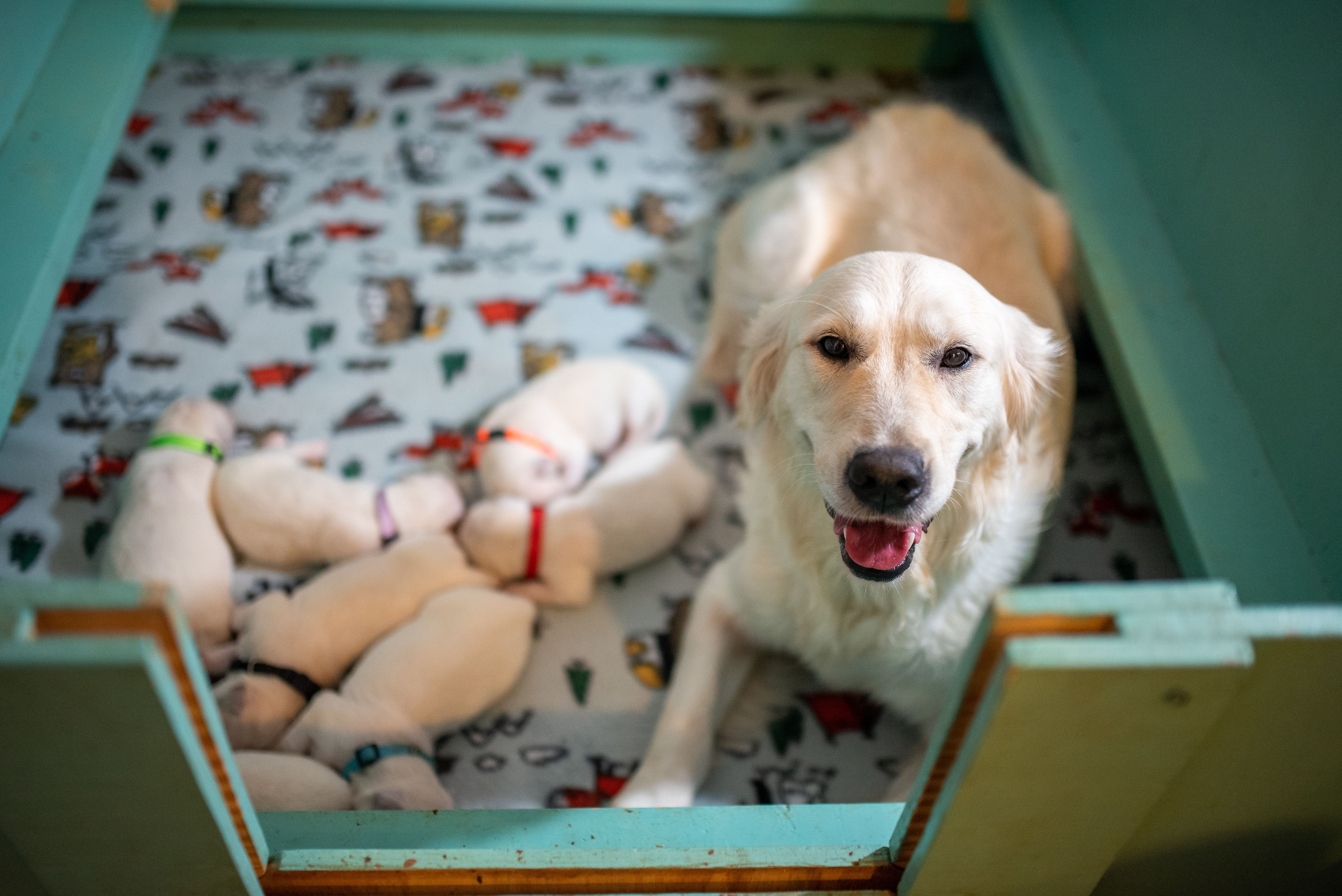 Phoenix Assistance Dogs of Central PA