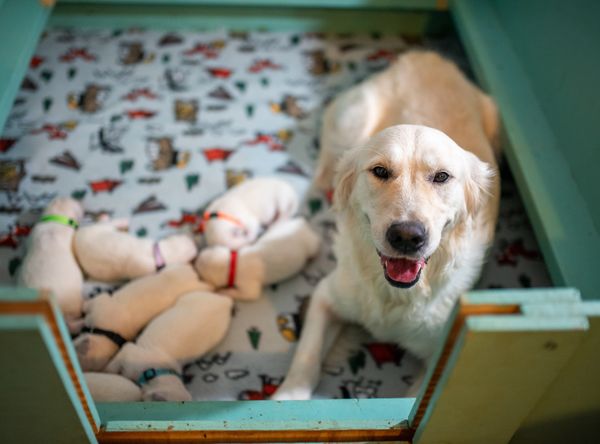 Phoenix Assistance Dogs of Central PA