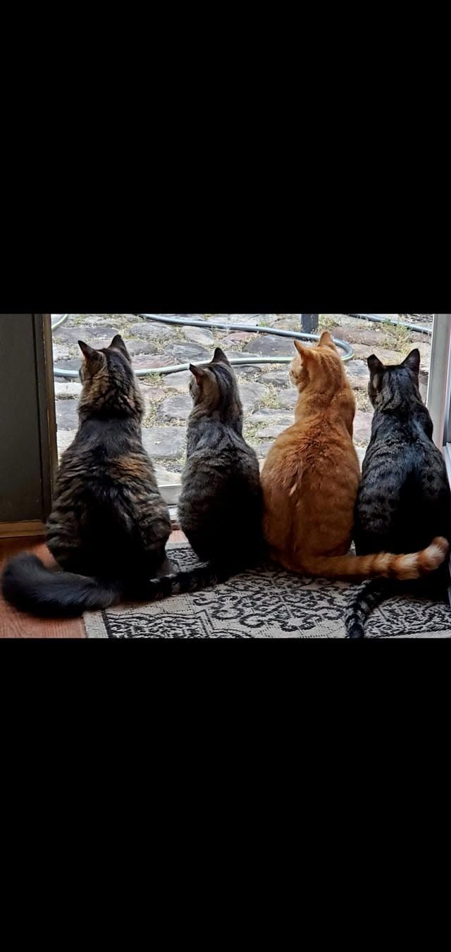Pumpkin Paws Feline Rescue