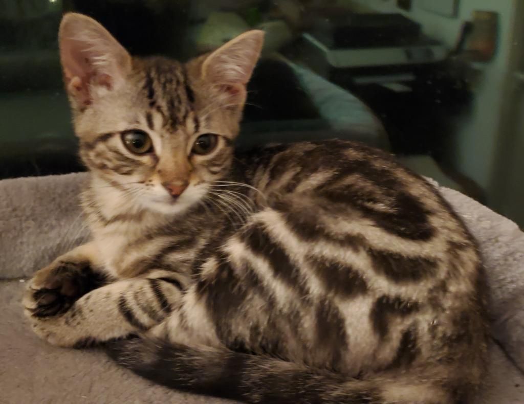 Guardian Angels Cat Rescue and Adoption Shelter