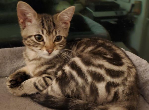 Guardian Angels Cat Rescue and Adoption Shelter