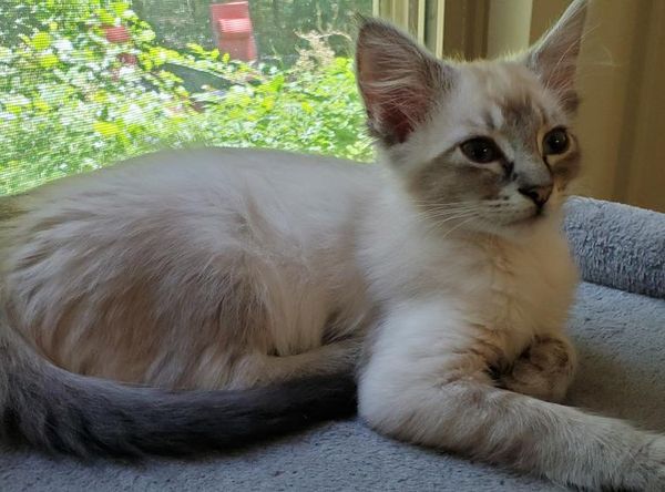 Guardian Angels Cat Rescue and Adoption Shelter