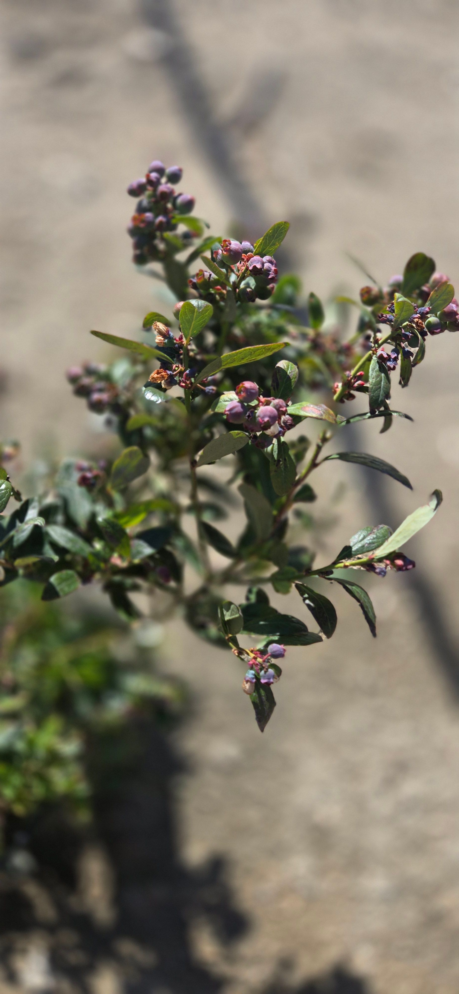 Esperanza's Sanctuary