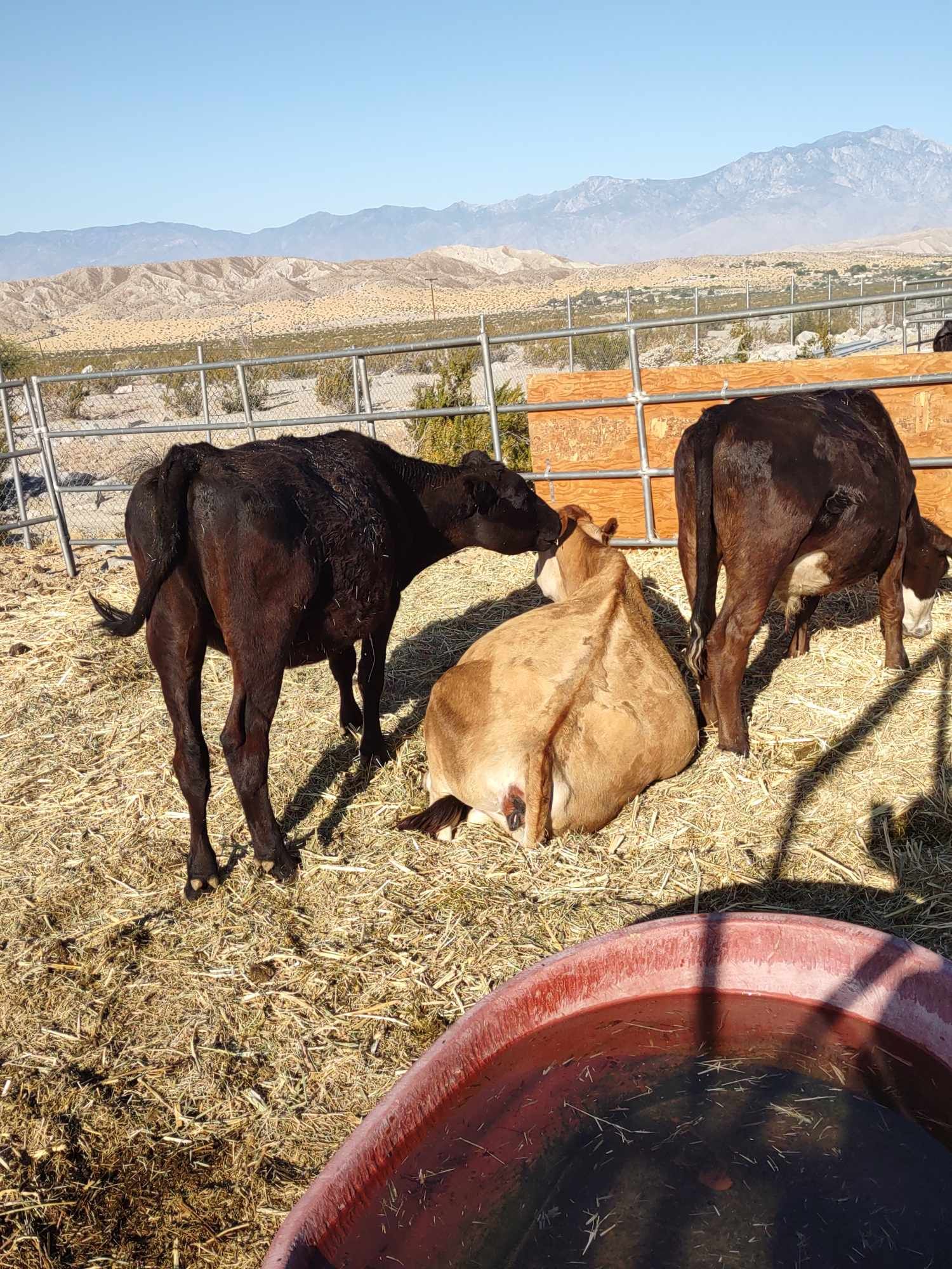 Esperanza's Sanctuary