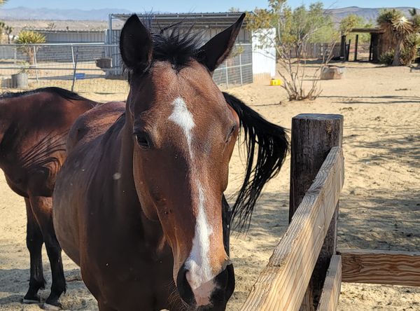 White Rock Ranch Horse Rescue and Retirement Inc
