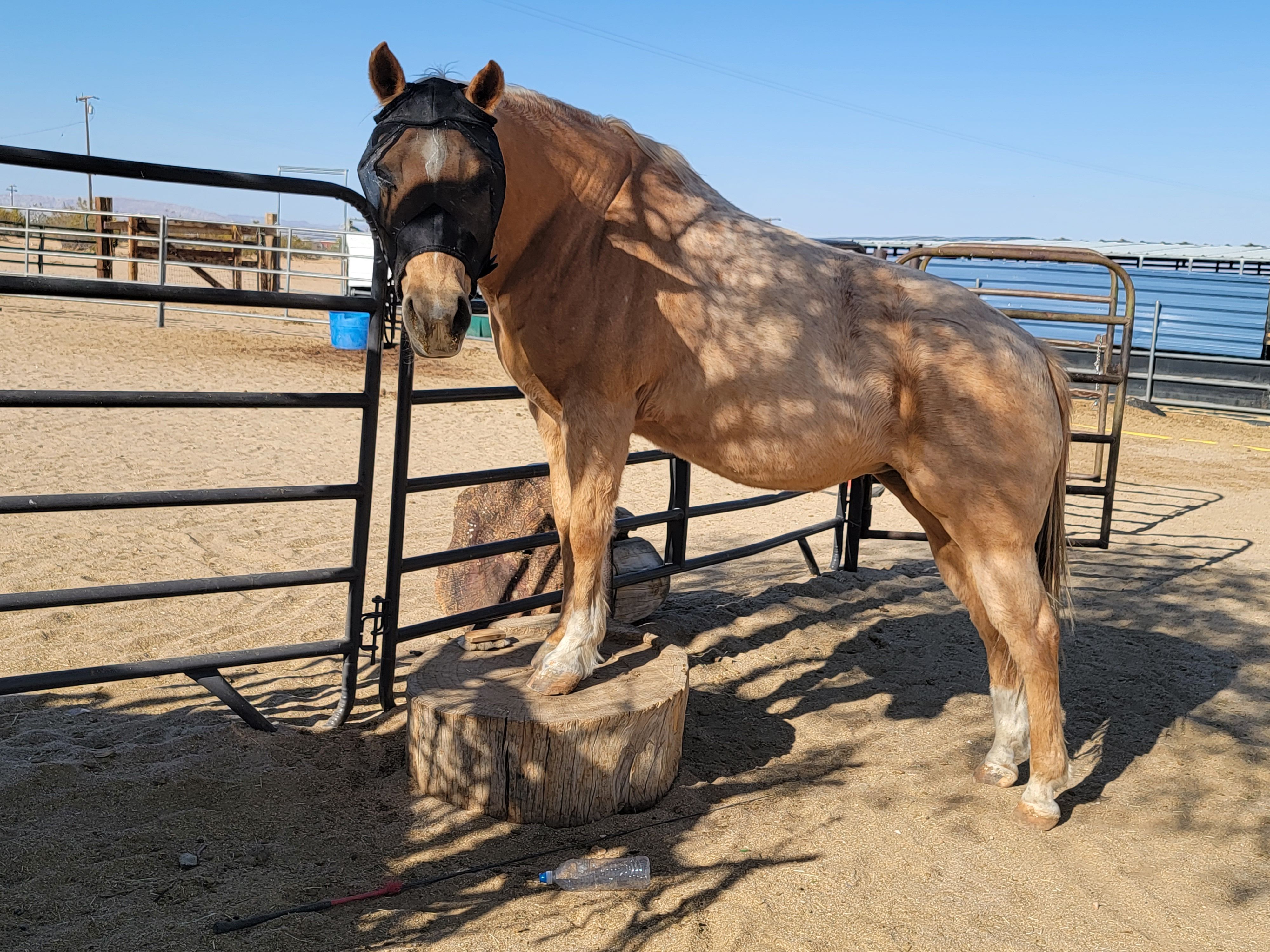 White Rock Ranch Horse Rescue and Retirement Inc