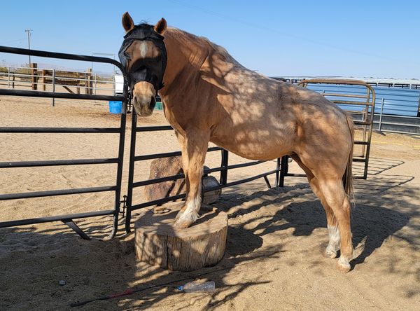 White Rock Ranch Horse Rescue and Retirement Inc