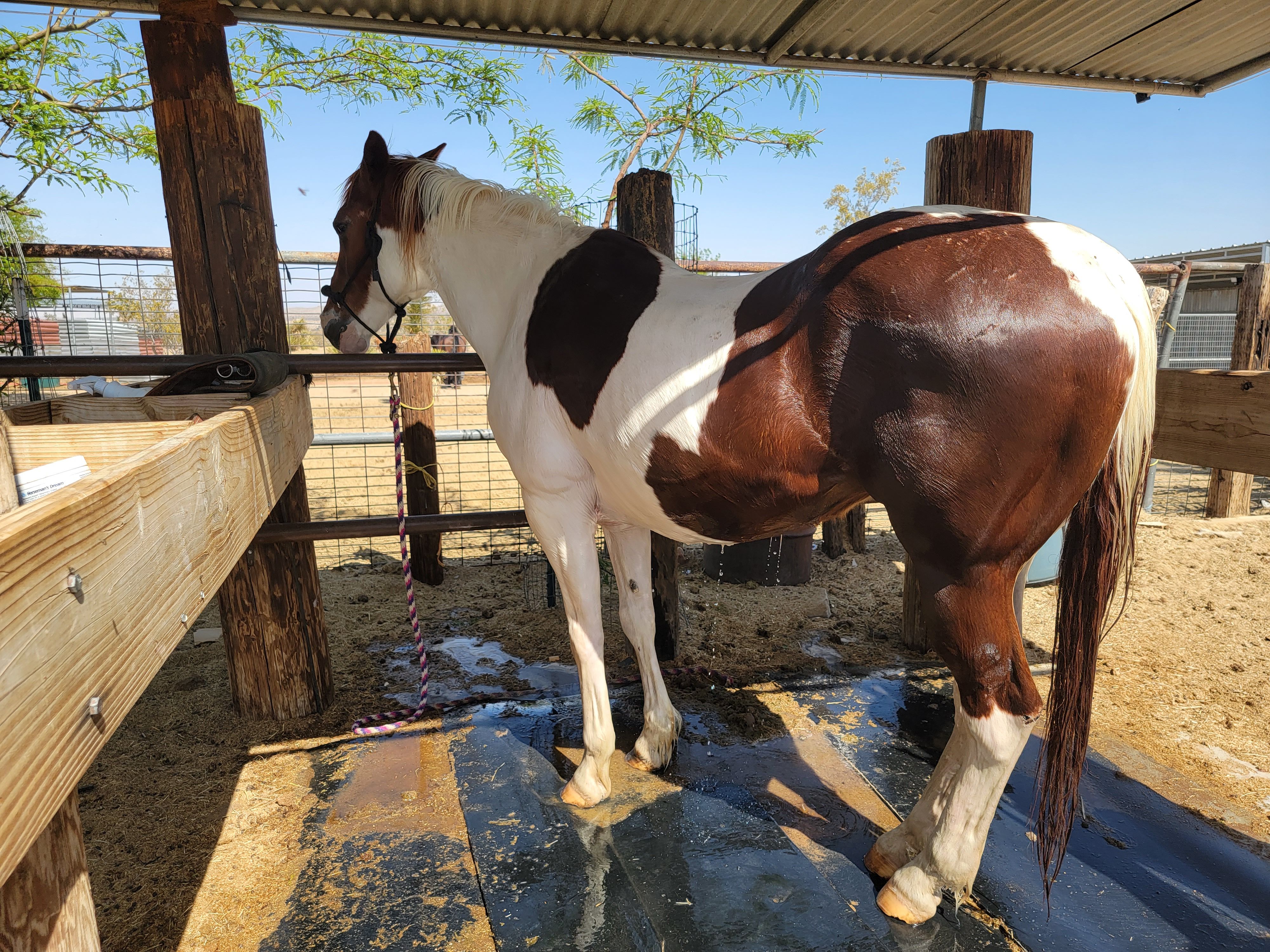 White Rock Ranch Horse Rescue and Retirement Inc