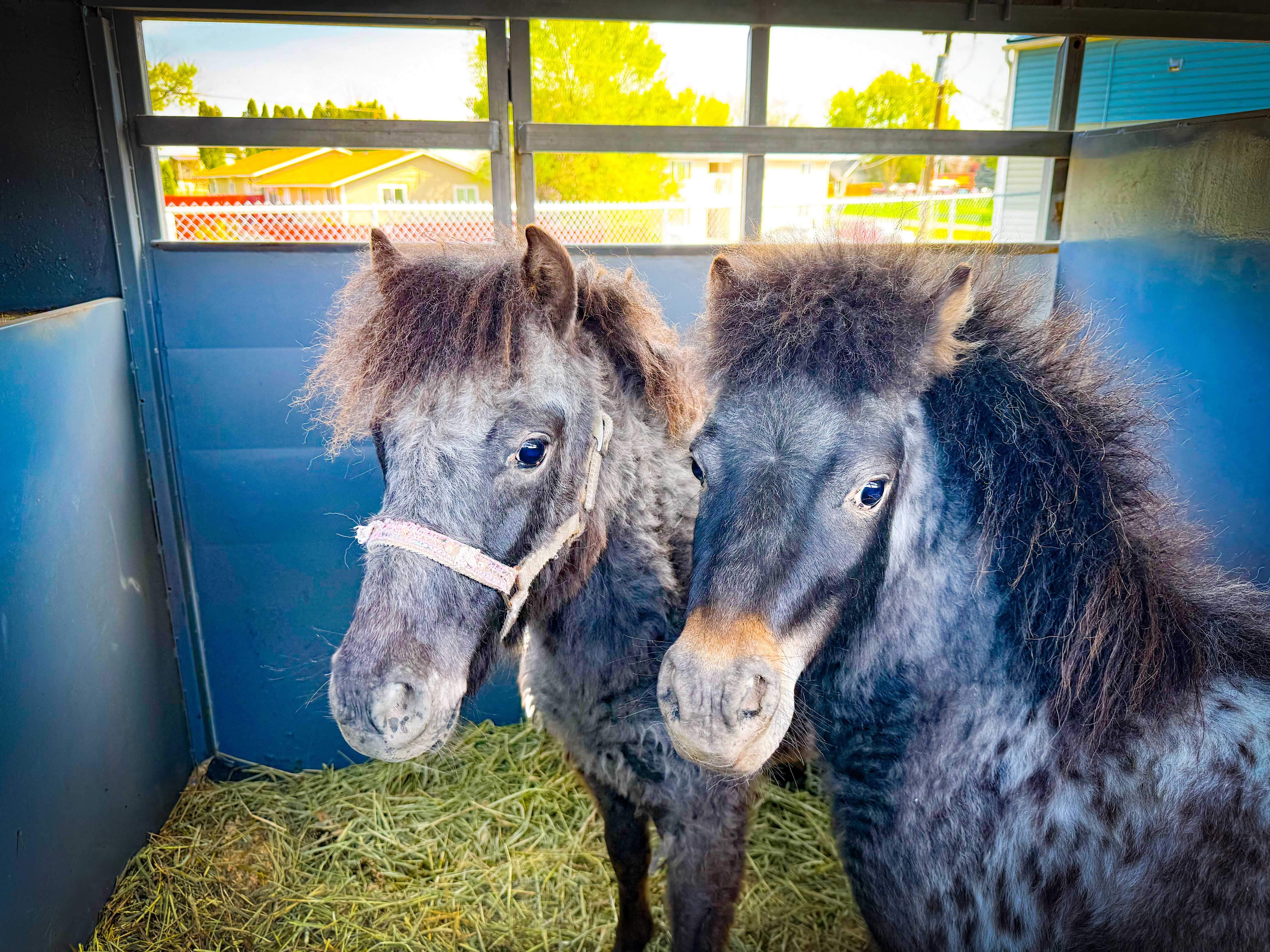 Vindicate Horse Rescue & Training