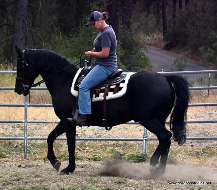 Vindicate Horse Rescue & Training