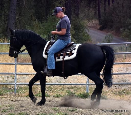 Vindicate Horse Rescue & Training