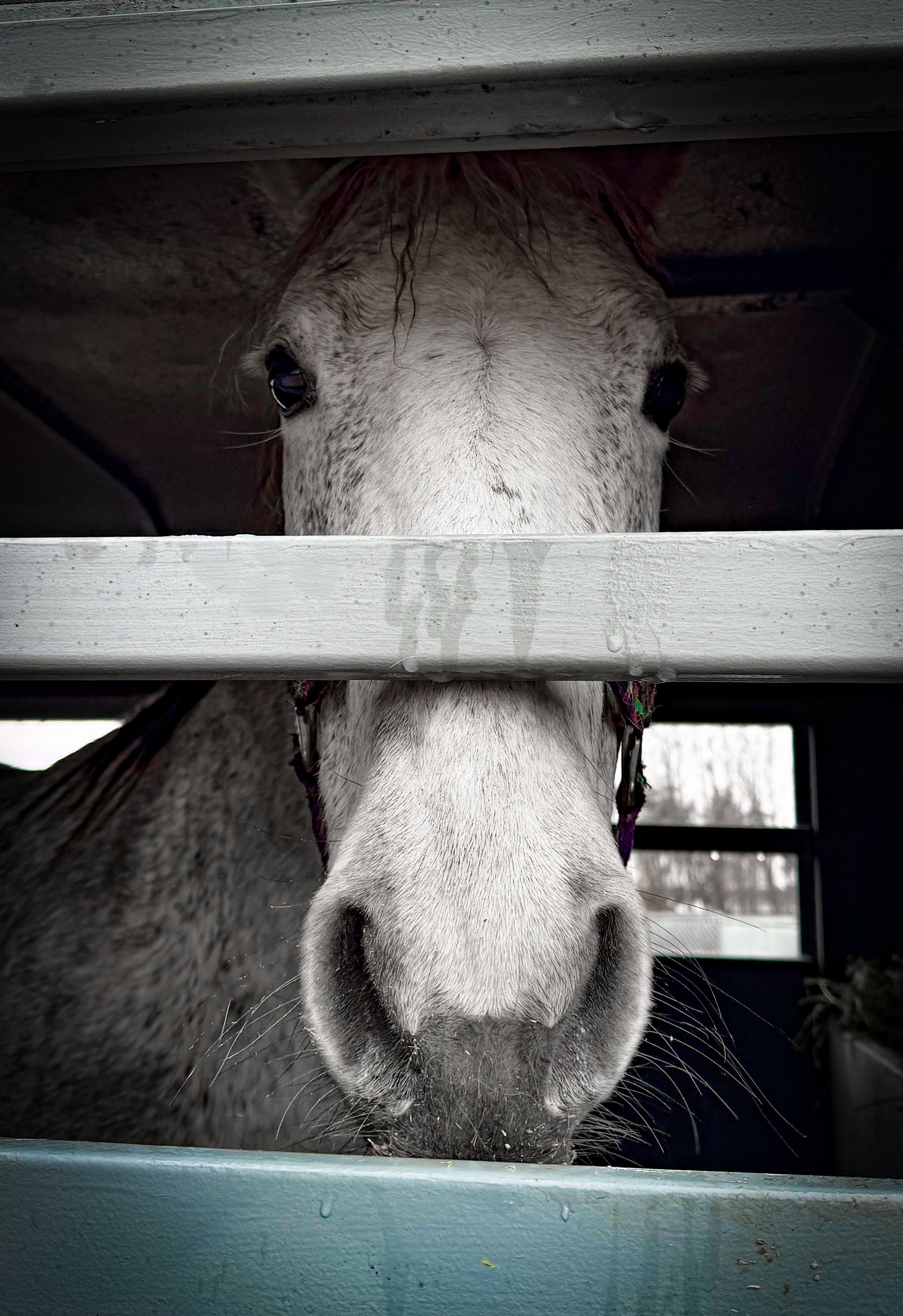 Vindicate Horse Rescue & Training