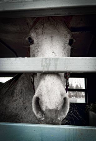 Vindicate Horse Rescue & Training