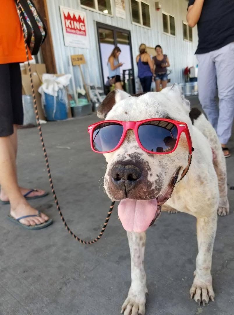 Destiny's Hope Animal Rescue