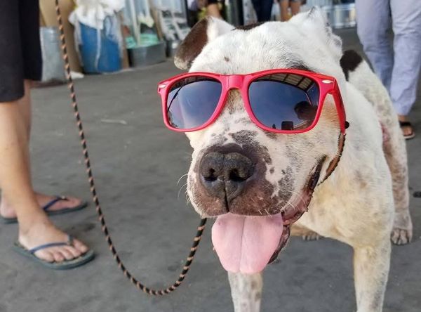 Destiny's Hope Animal Rescue