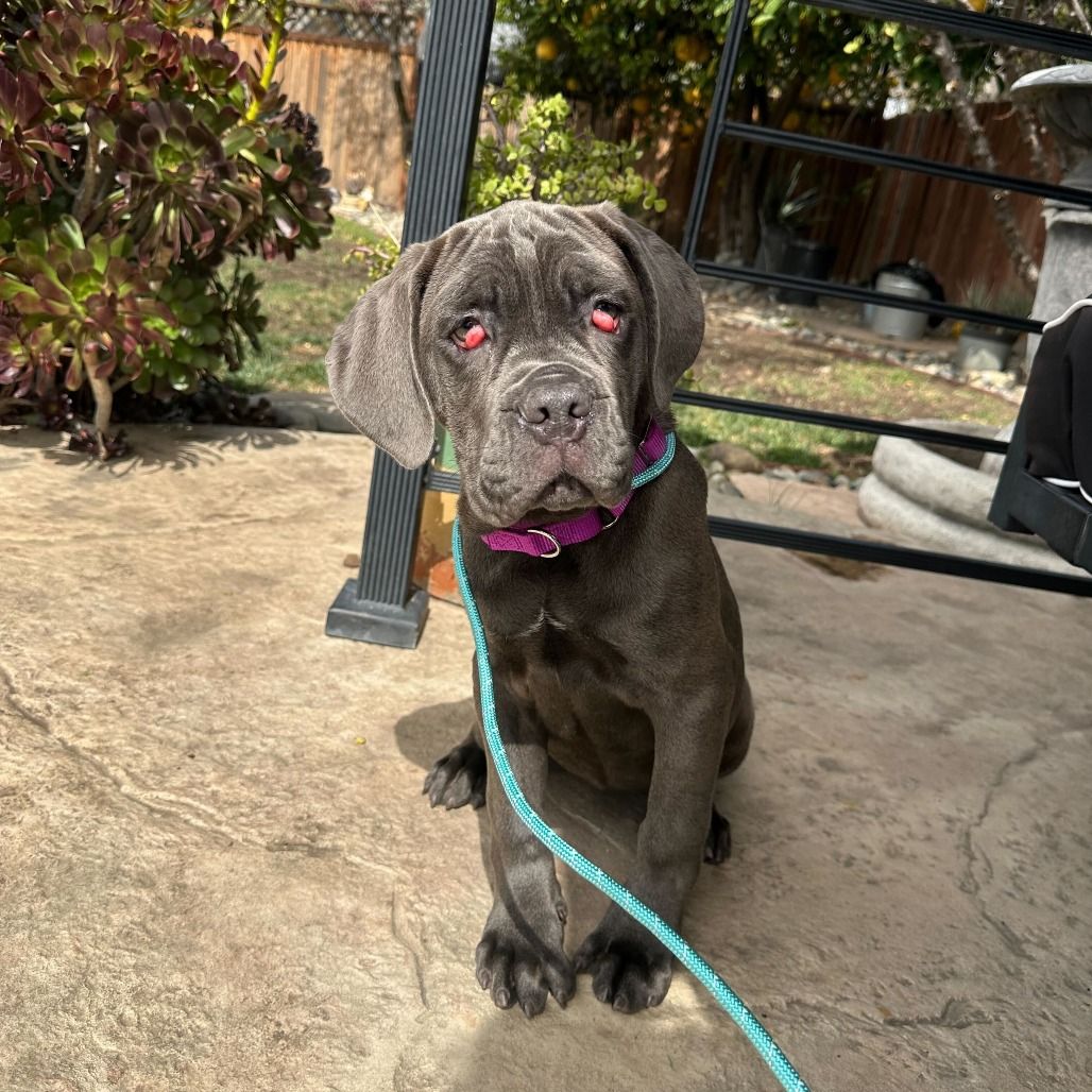 California Bully Rescue