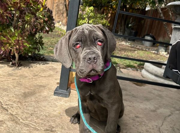 California Bully Rescue