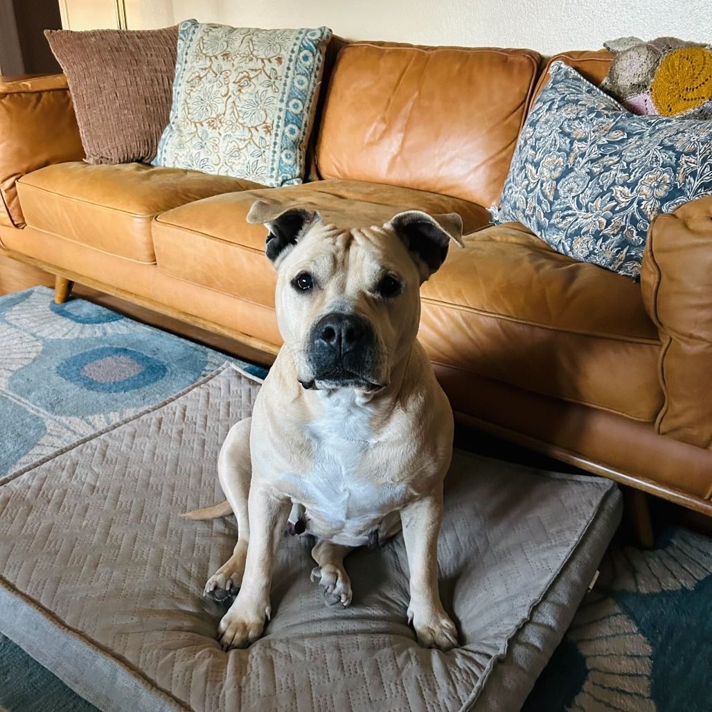 California Bully Rescue