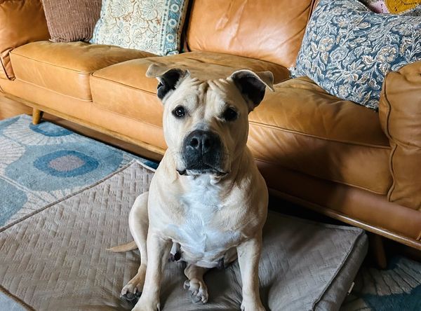 California Bully Rescue