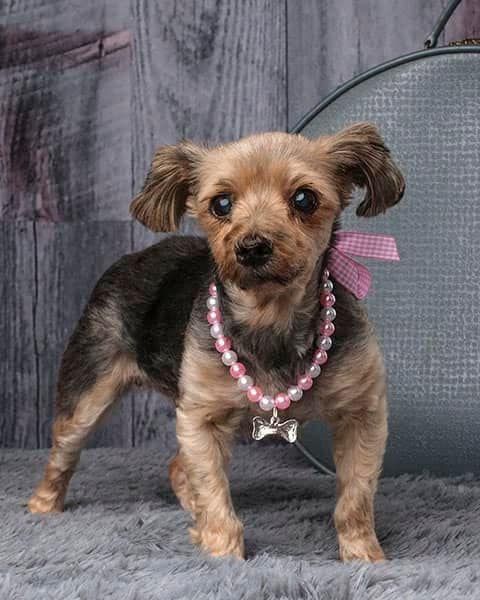 Shelter Rescue Project